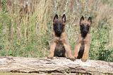 MALINOIS 253